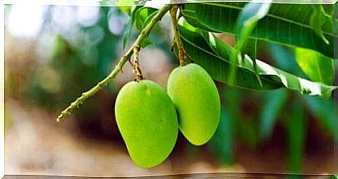 Mangoes on a tree