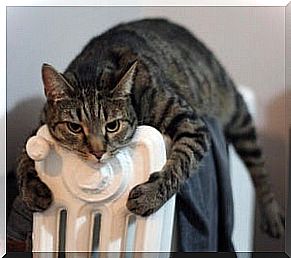 A cat is lying on the heating