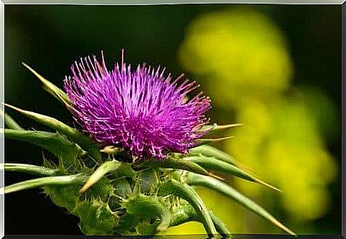 purple flower