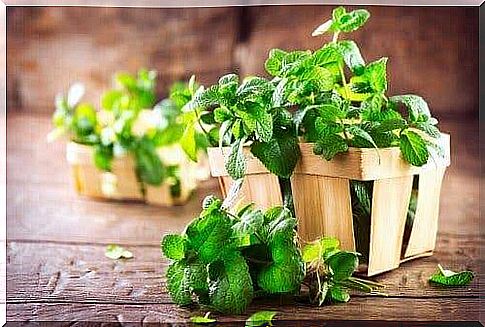 Mint to fight gallstones naturally