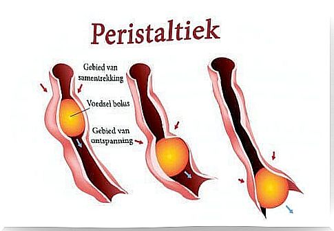 Peristalsis in pictures