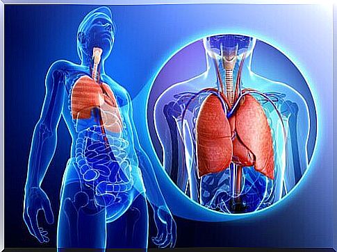 Respiratory System