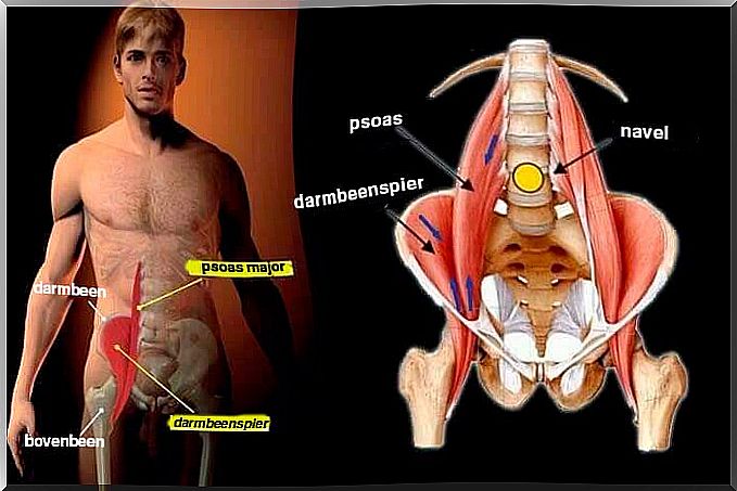 The psoas major and our emotional world