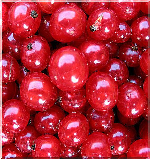 cranberry