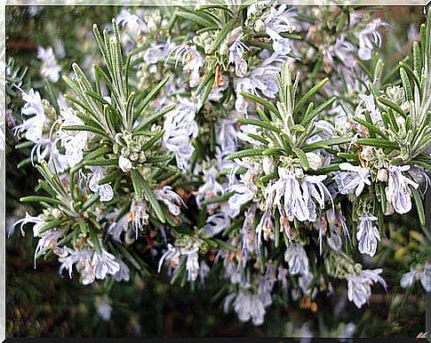 rosemary-just-effect