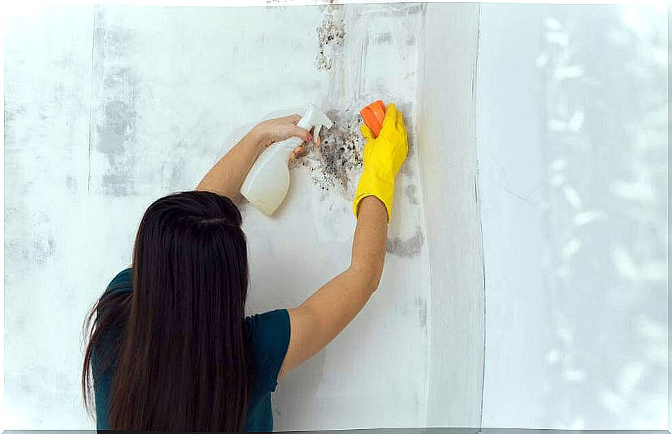 How can you remove mold from your home?