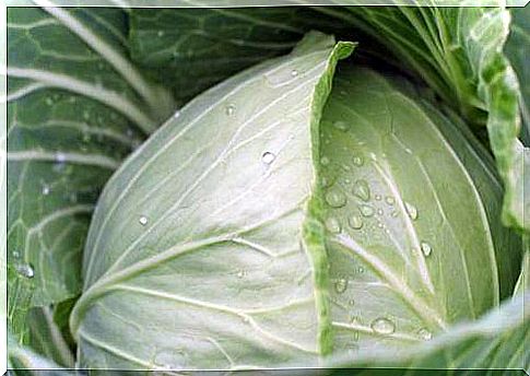 cabbage