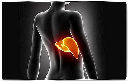 Lose Weight By Purifying Your Liver