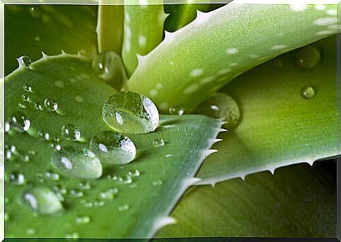 Aloe vera leaf with dew drops