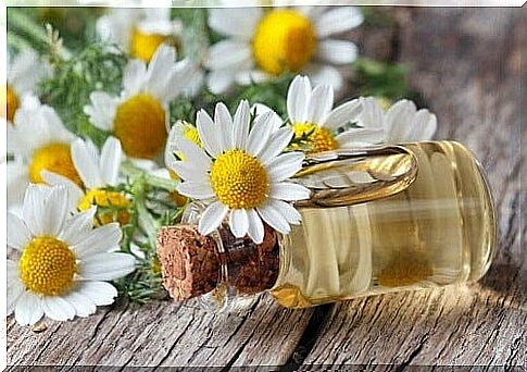 Chamomile essential oil