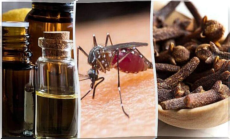 Ten scents that help against mosquitoes