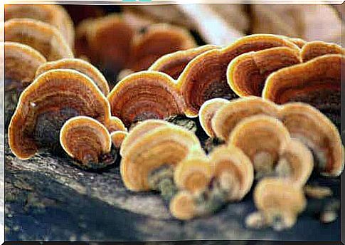 Mushrooms on a tree trunk