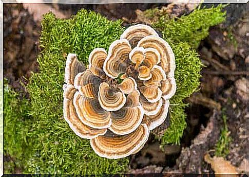 A mushroom on moss