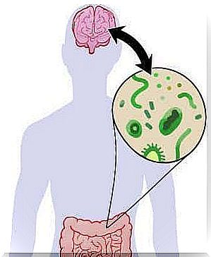 The relationship between the gut flora and the brain