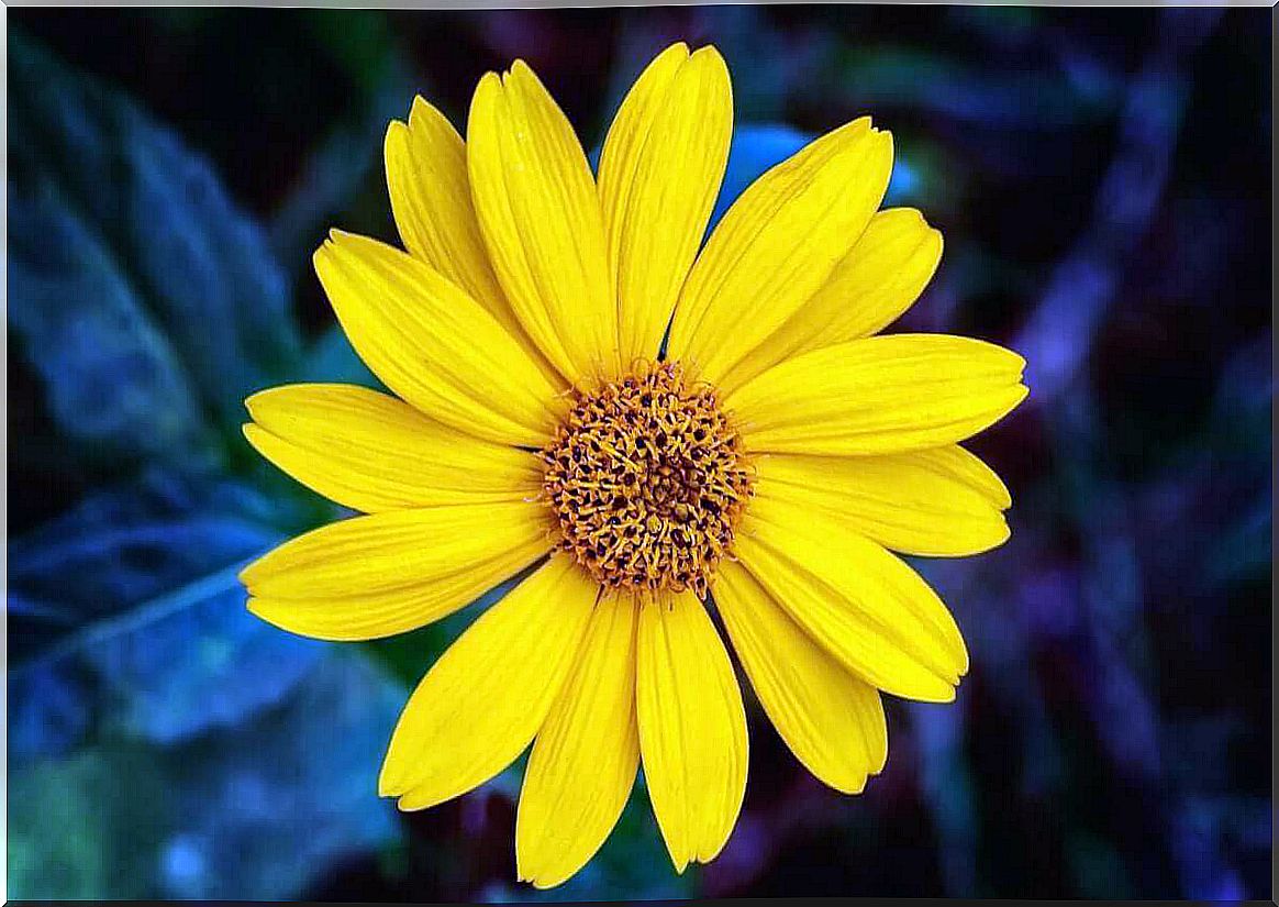 Yellow arnica flower