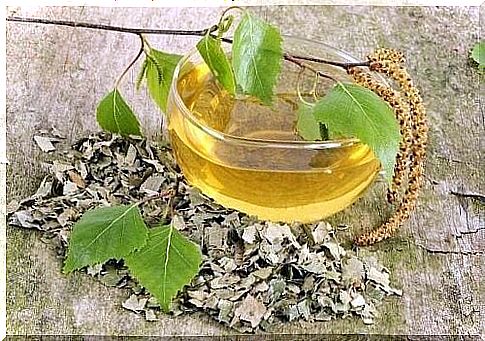 birch bark tea