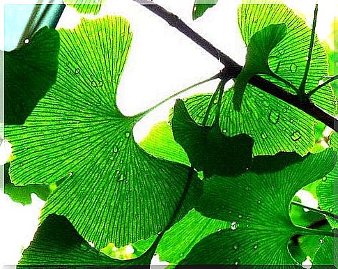 Ginkgo biloba leaves