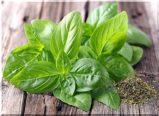 Basil is one of the natural remedies for tinnitus