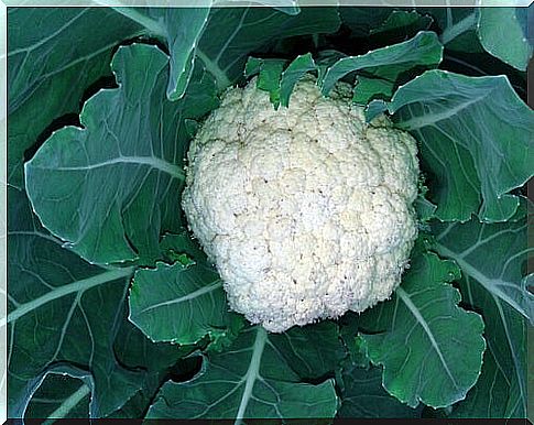 Cauliflower with leaves