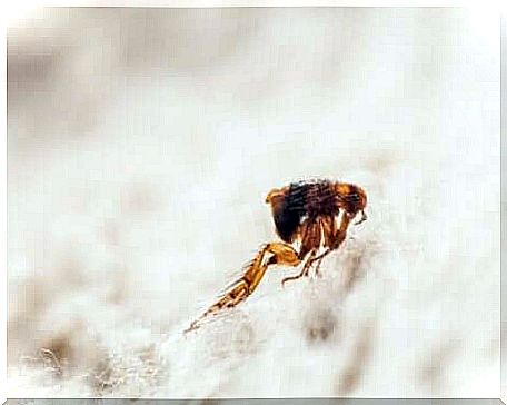 A jumping flea