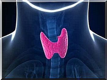 An illustration of a thyroid gland