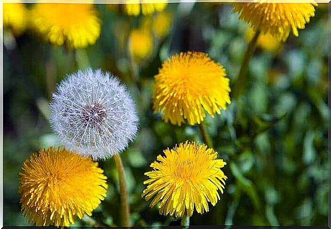 Why is dandelion good for the liver?